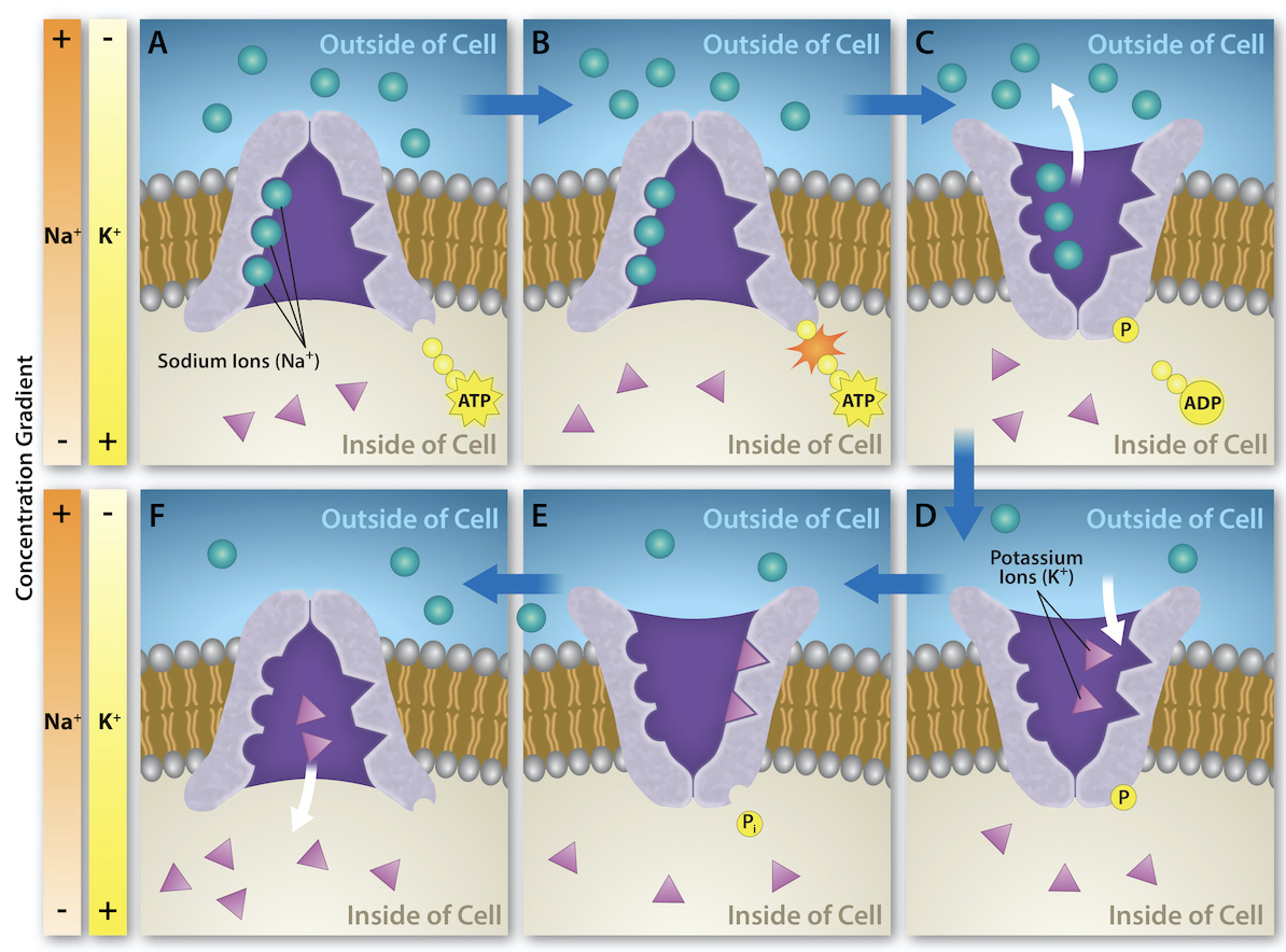 The sodium-potassium pump is an example of primary active transport that moves ions, sodium and potassium ions in this instance, across a membrane against their concentration gradients. The energy is provided by the hydrolysis of ATP. Three sodium ions are moved out of the cell for every 2 potassium ions that are brought into the cell. This creates an electrochemical gradient that is crucial for living cells.